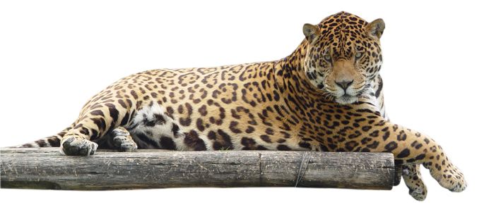 Jaguar PNG    图片编号:20755