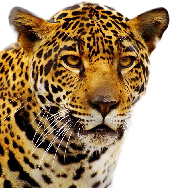 Jaguar PNG    图片编号:20756