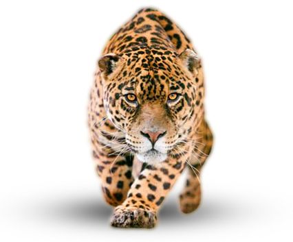 Jaguar PNG    图片编号:20758