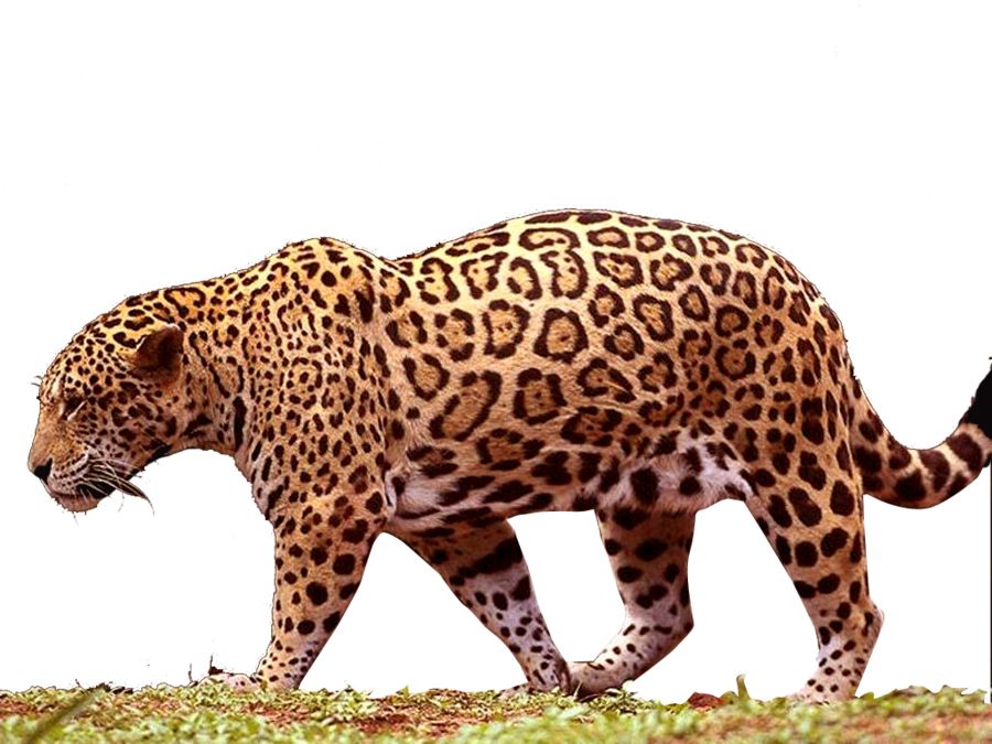 Jaguar PNG    图片编号:20759