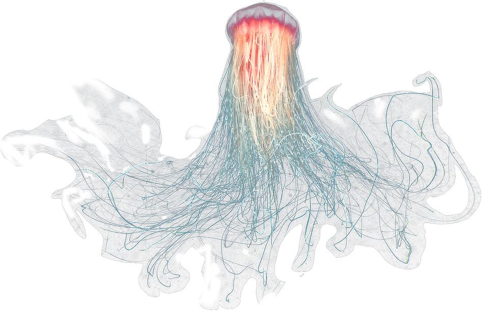 Jellyfish PNG    图片编号:47047