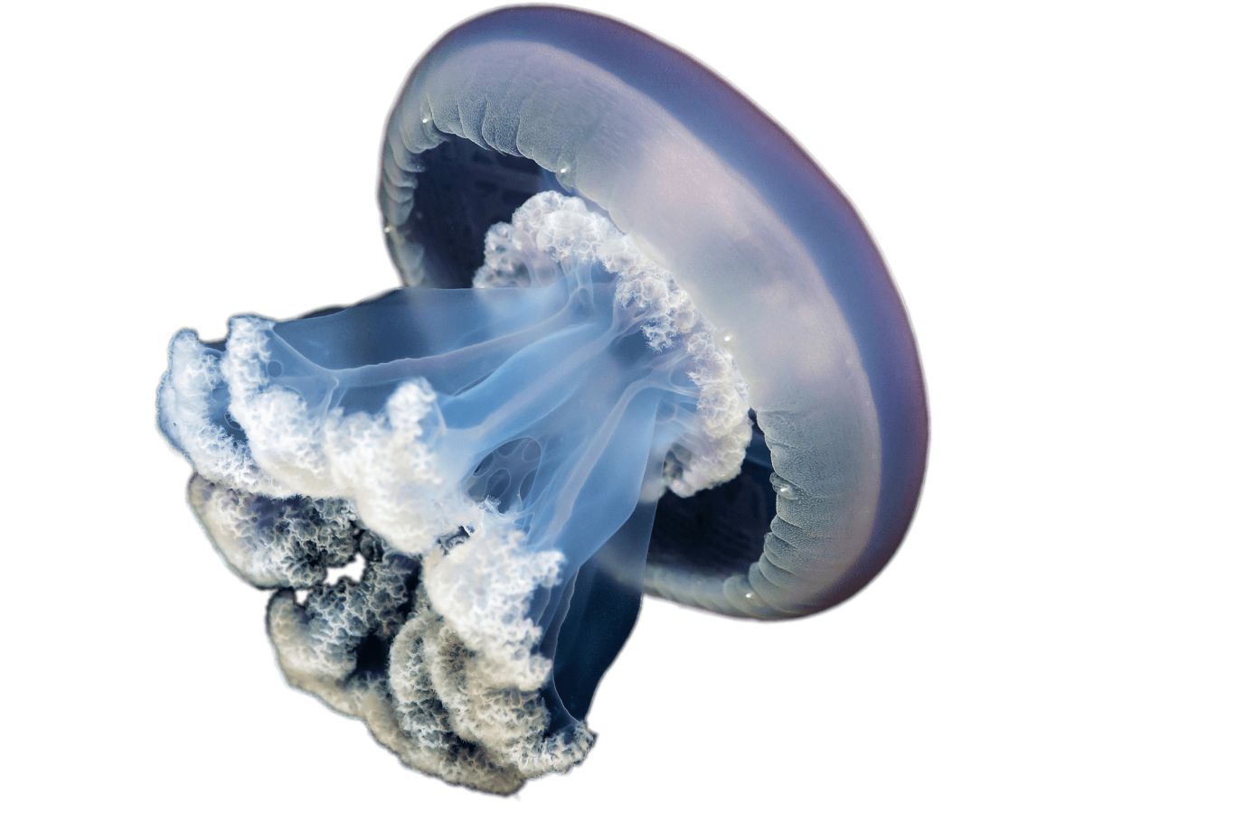 Jellyfish PNG    图片编号:47049