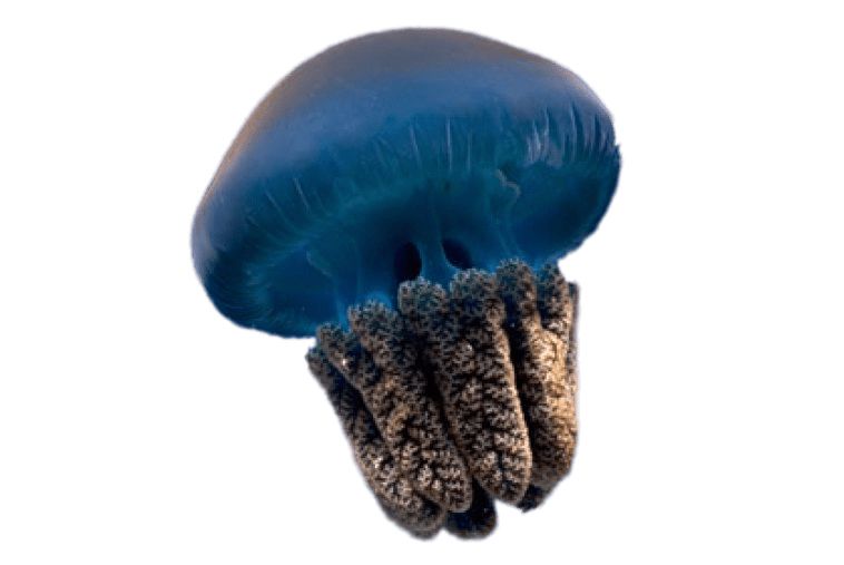 Jellyfish PNG    图片编号:47050