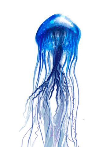 Jellyfish PNG    图片编号:47051