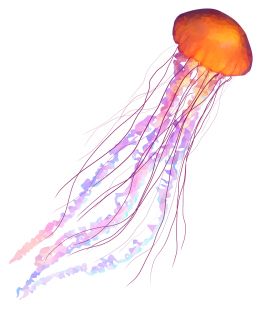 Jellyfish PNG    图片编号:47056
