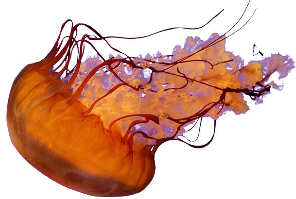 Jellyfish PNG    图片编号:47063