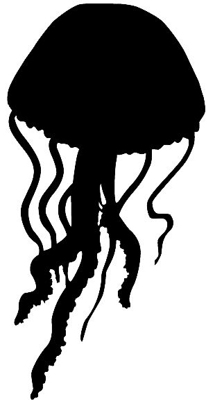Jellyfish PNG    图片编号:47064