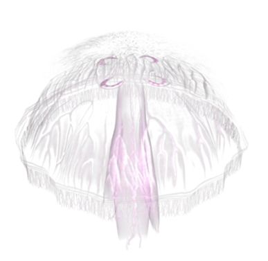 Jellyfish PNG    图片编号:47038