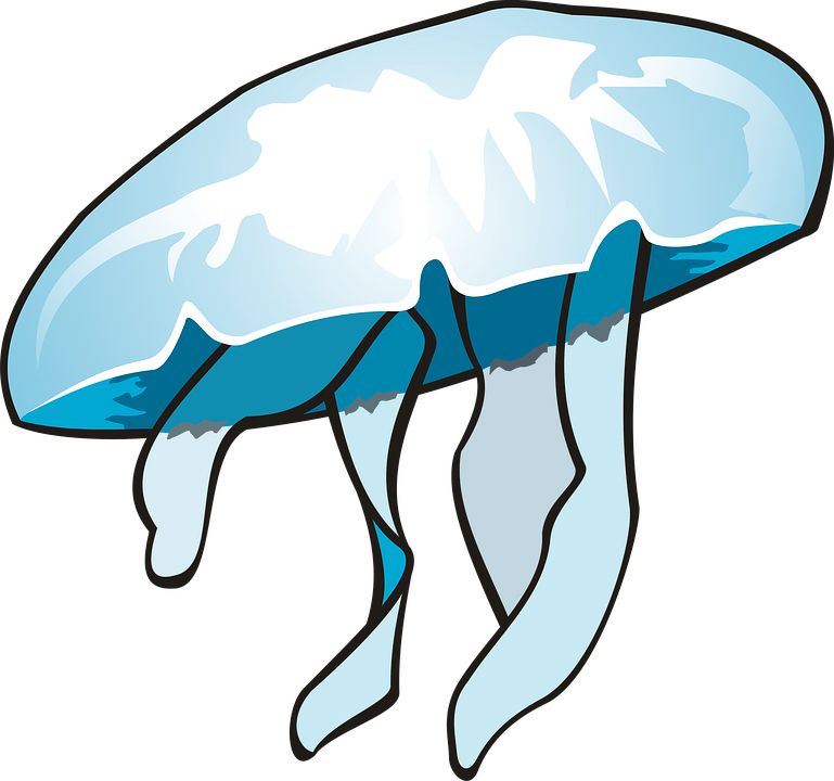 Jellyfish PNG    图片编号:47067
