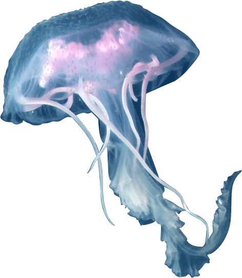 Jellyfish PNG    图片编号:47072