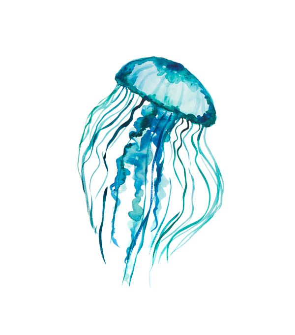 Jellyfish PNG    图片编号:47039