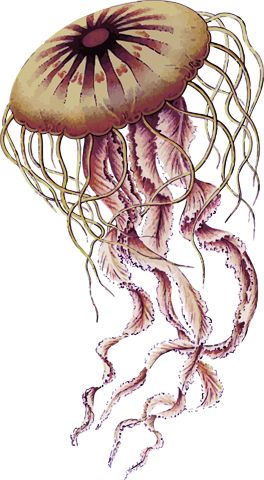 Jellyfish PNG    图片编号:47080