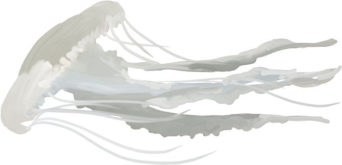 Jellyfish PNG    图片编号:47044