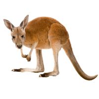 Kangaroo PNG    图片编号:20665