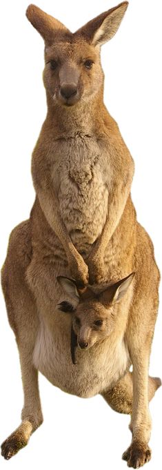 Kangaroo PNG    图片编号:20666
