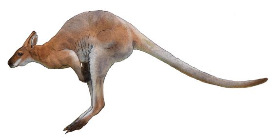 Kangaroo PNG    图片编号:20667