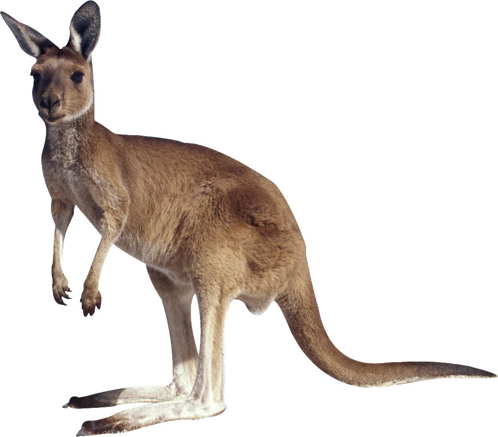Kangaroo PNG    图片编号:20668