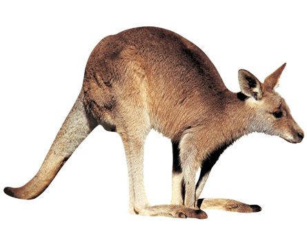 Kangaroo PNG    图片编号:20669