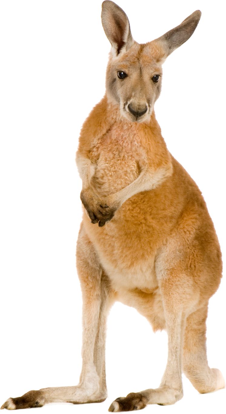 Kangaroo PNG    图片编号:20670