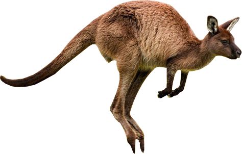 Kangaroo PNG    图片编号:20671