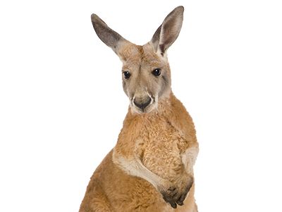 Kangaroo PNG    图片编号:20674