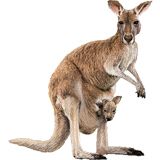 Kangaroo PNG    图片编号:20678
