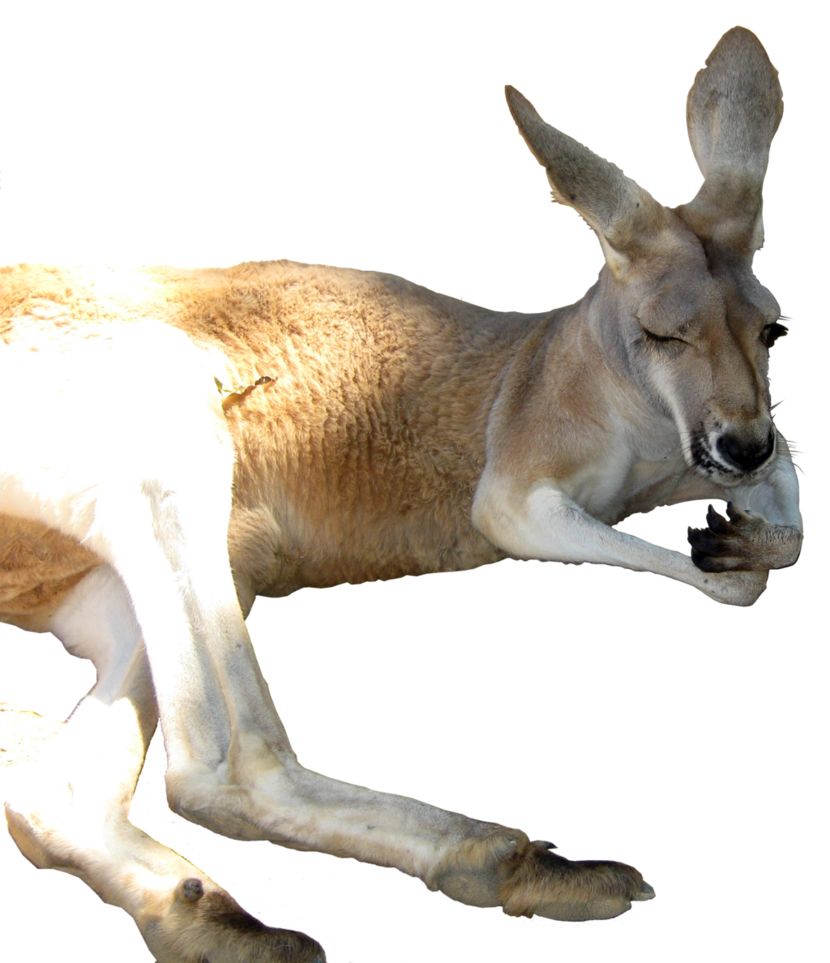 Kangaroo PNG    图片编号:20680