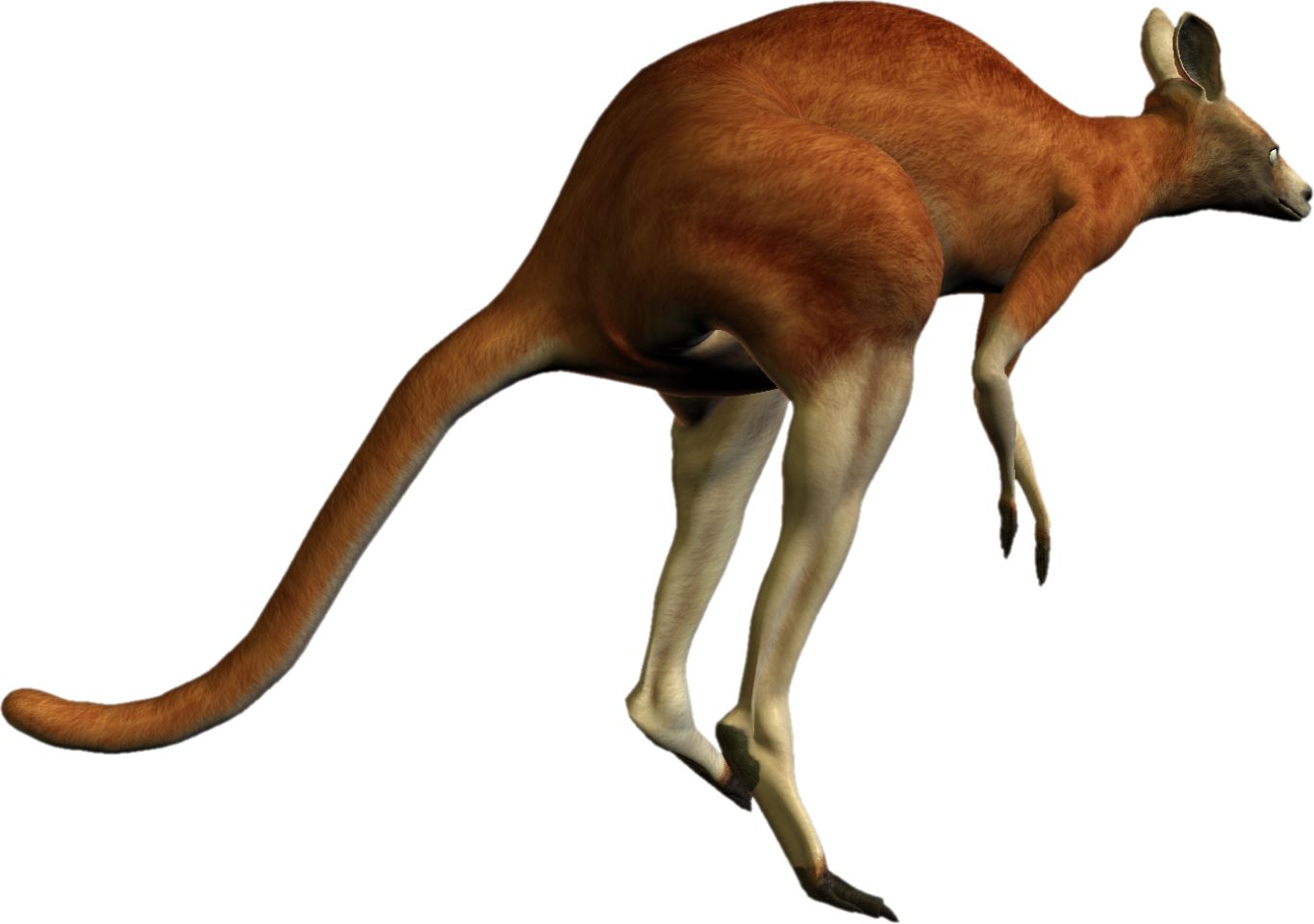 Kangaroo PNG    图片编号:20658