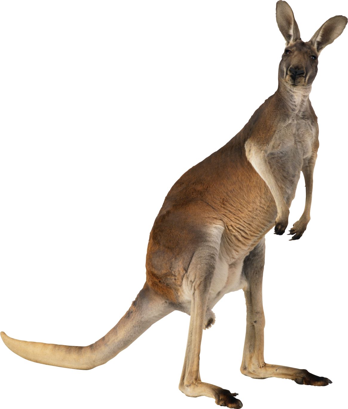 Kangaroo PNG    图片编号:20659