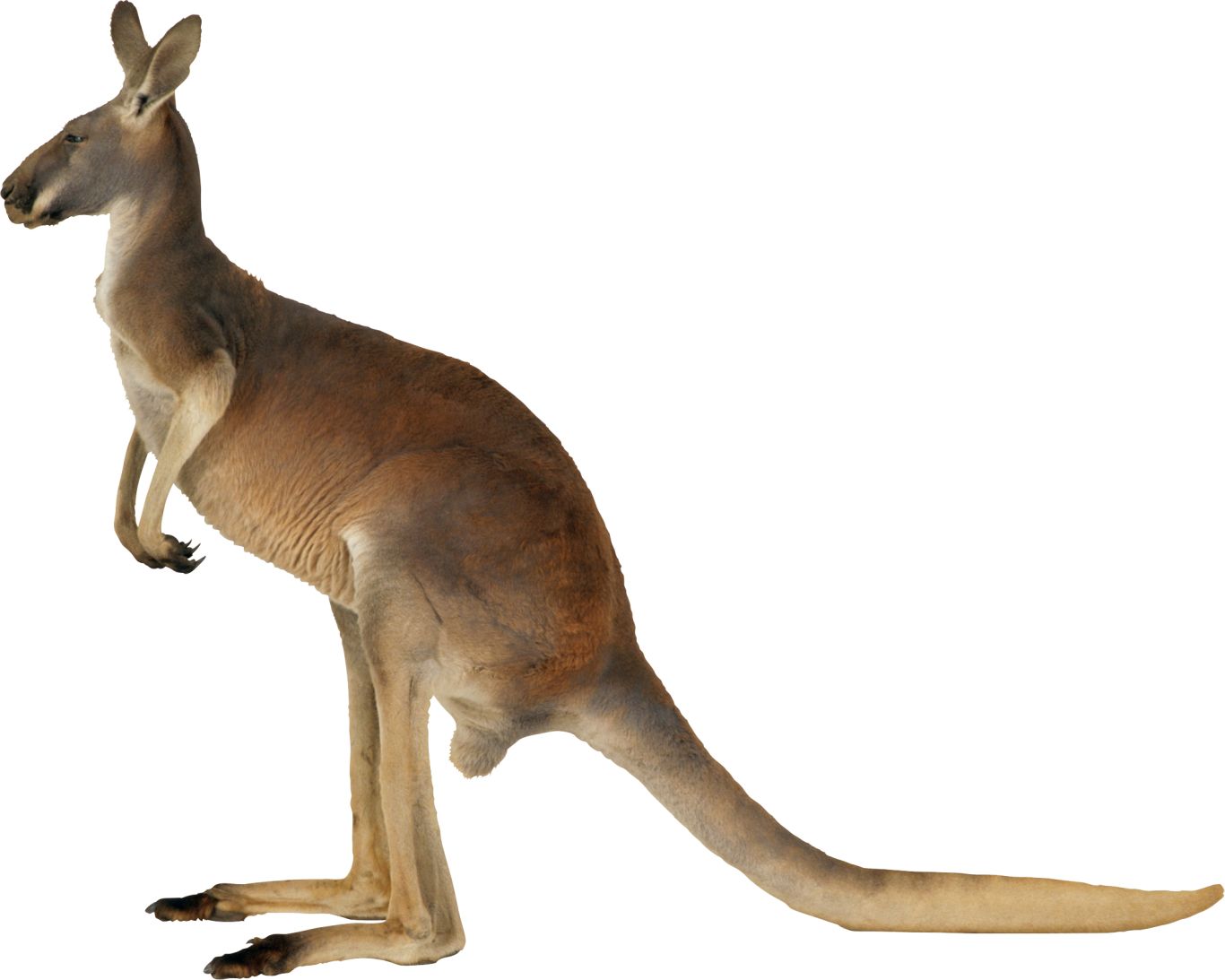 Kangaroo PNG    图片编号:20660