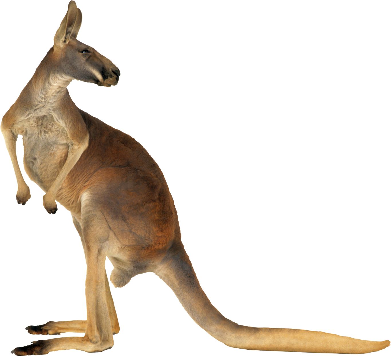 Kangaroo PNG    图片编号:20661