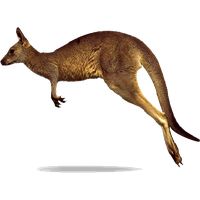 Kangaroo PNG    图片编号:20662