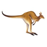 Kangaroo PNG    图片编号:20663