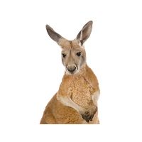 Kangaroo PNG    图片编号:20664