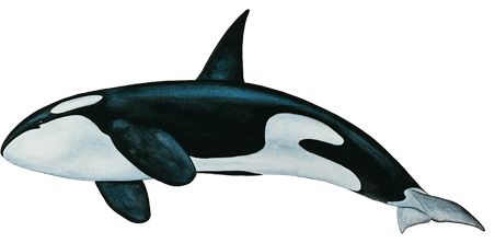 Killer whale PNG    图片编号:71263
