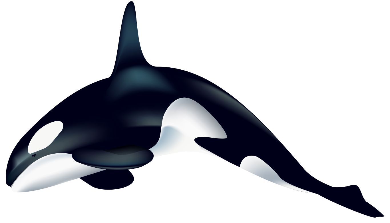 Killer whale PNG    图片编号:71265