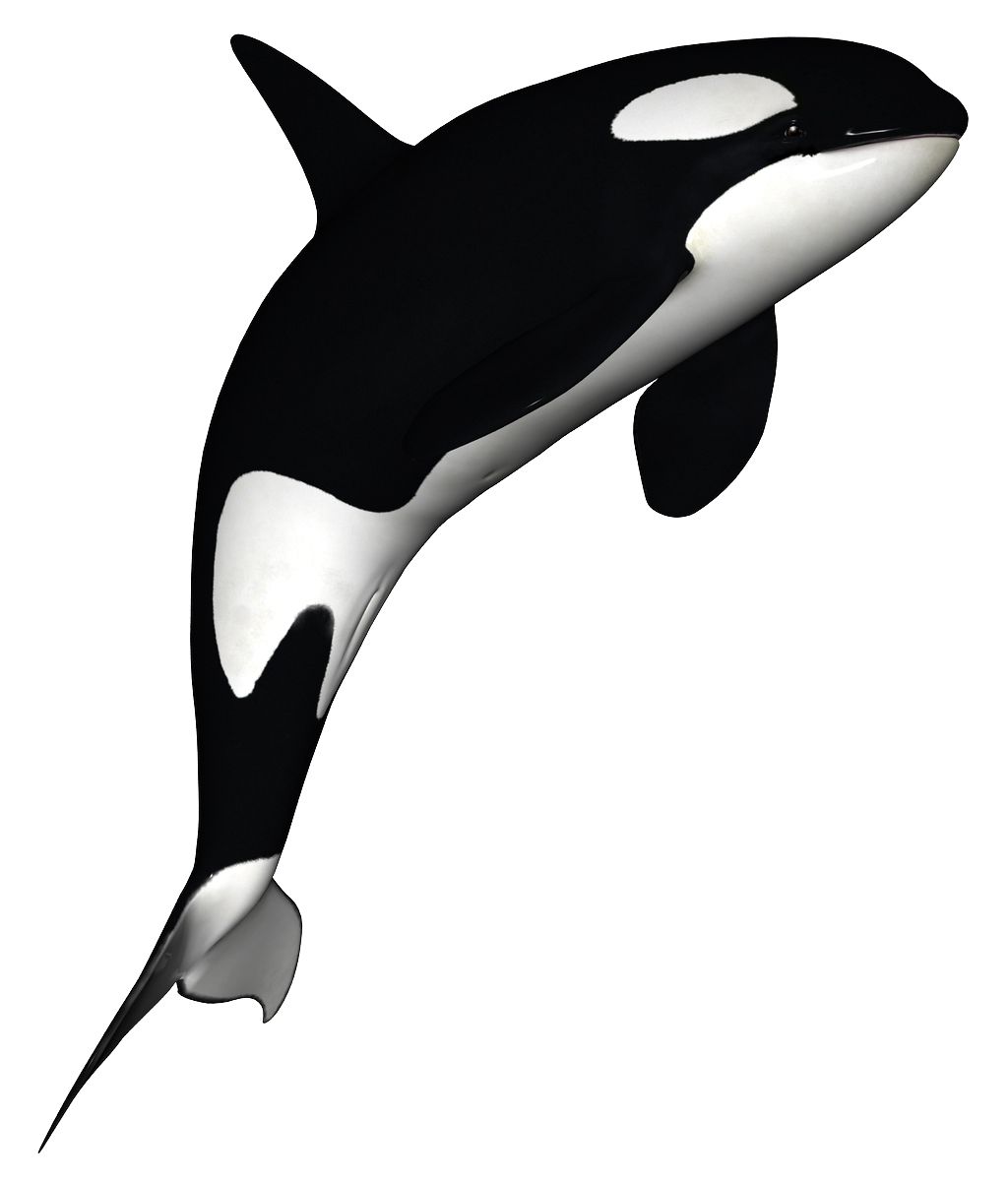 Killer whale PNG    图片编号:71266