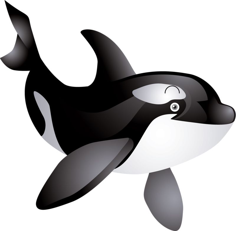 Killer whale PNG    图片编号:71270