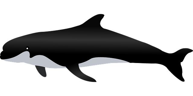 Killer whale PNG    图片编号:71275