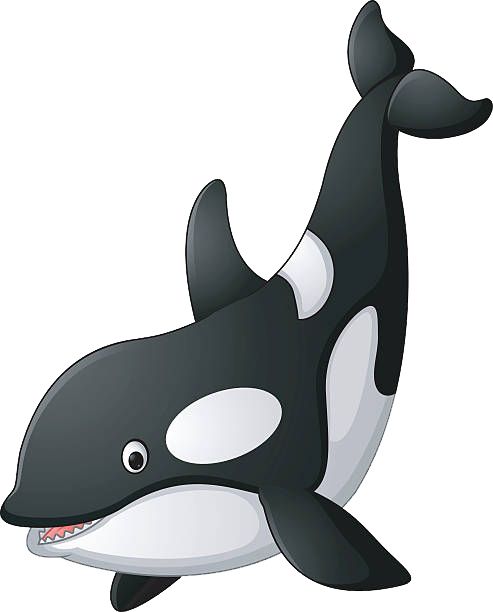Killer whale PNG    图片编号:71253