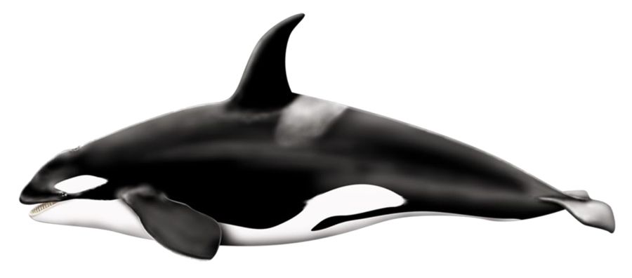Killer whale PNG    图片编号:71280