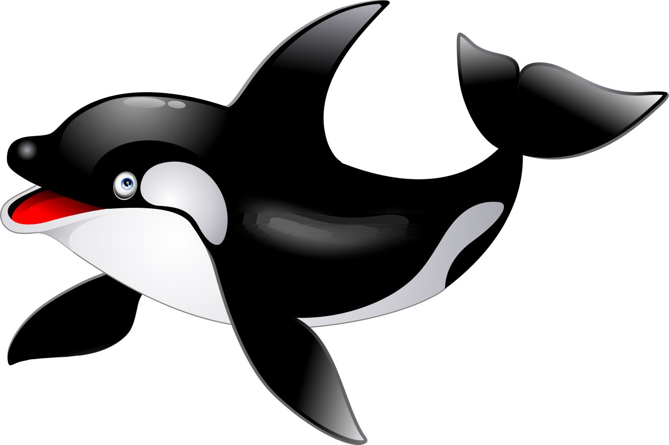 Killer whale PNG    图片编号:71284