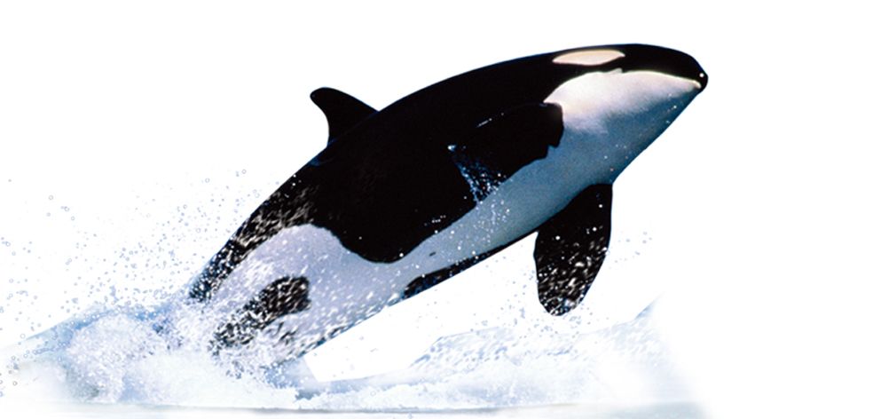 Killer whale PNG    图片编号:71285