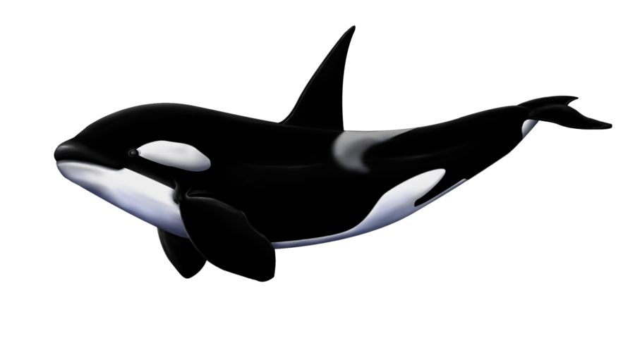 Killer whale PNG    图片编号:71289