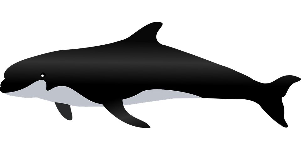 Killer whale PNG    图片编号:71297