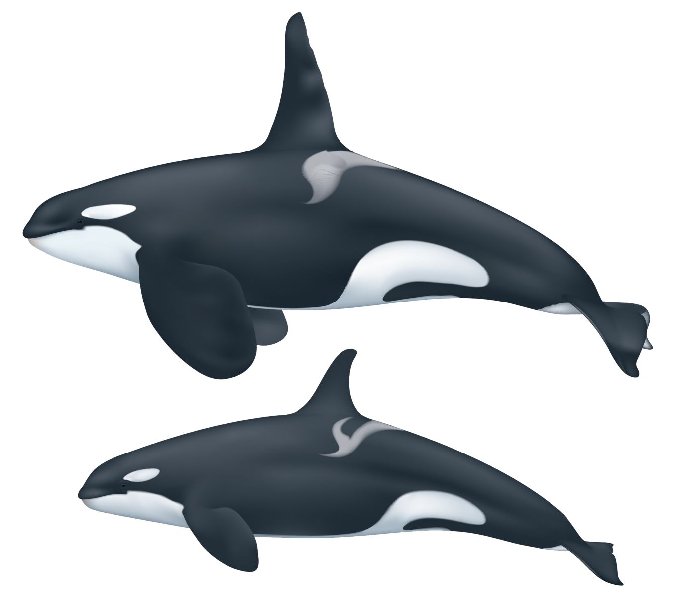 Killer whale PNG    图片编号:71259