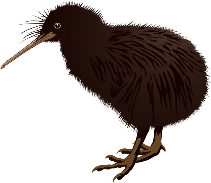 Kiwi bird PNG    图片编号:104730