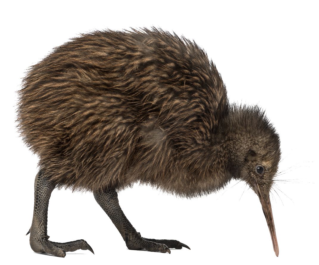 Kiwi bird PNG    图片编号:104739