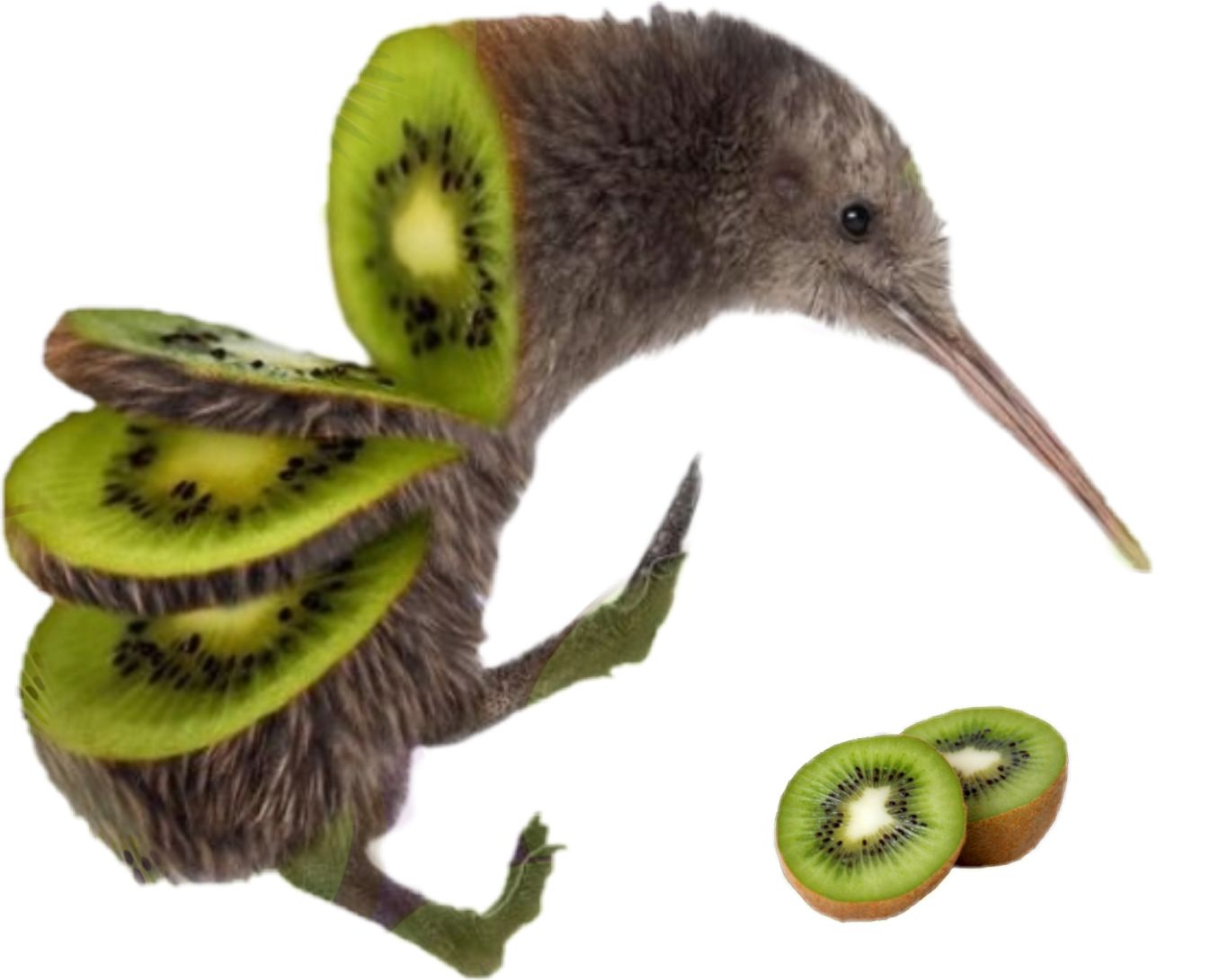 Kiwi bird PNG    图片编号:104740