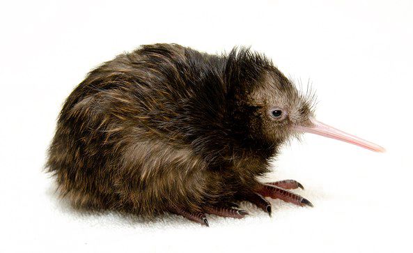 Kiwi bird PNG    图片编号:104741
